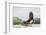 Harris's Hawk landing-Larry Ditto-Framed Photographic Print