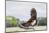 Harris's Hawk landing-Larry Ditto-Mounted Photographic Print