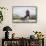 Harris's Hawk landing-Larry Ditto-Framed Stretched Canvas displayed on a wall