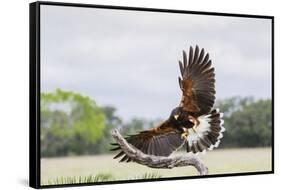 Harris's Hawk landing-Larry Ditto-Framed Stretched Canvas