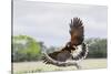 Harris's Hawk landing-Larry Ditto-Stretched Canvas