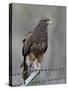 Harris's Hawk (Parabuteo Unicinctus), Sweetwater Wetlands, Tucson, Arizona-James Hager-Stretched Canvas