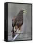 Harris's Hawk (Parabuteo Unicinctus), Sweetwater Wetlands, Tucson, Arizona-James Hager-Framed Stretched Canvas