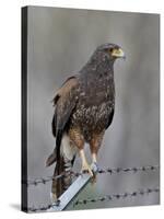 Harris's Hawk (Parabuteo Unicinctus), Sweetwater Wetlands, Tucson, Arizona-James Hager-Stretched Canvas