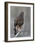 Harris's Hawk (Parabuteo Unicinctus), Sweetwater Wetlands, Tucson, Arizona-James Hager-Framed Photographic Print