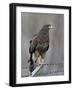 Harris's Hawk (Parabuteo Unicinctus), Sweetwater Wetlands, Tucson, Arizona-James Hager-Framed Photographic Print