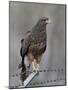 Harris's Hawk (Parabuteo Unicinctus), Sweetwater Wetlands, Tucson, Arizona-James Hager-Mounted Photographic Print