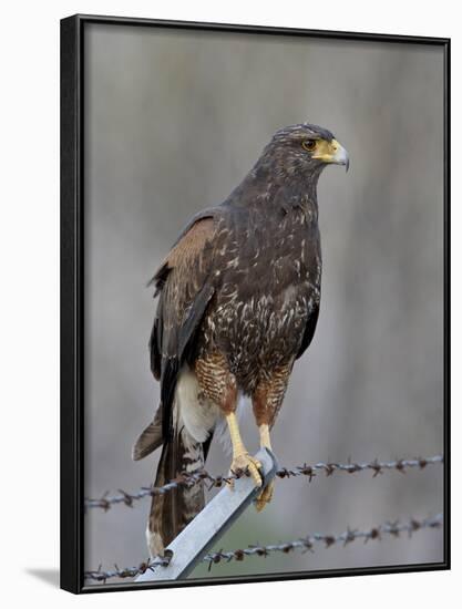 Harris's Hawk (Parabuteo Unicinctus), Sweetwater Wetlands, Tucson, Arizona-James Hager-Framed Photographic Print