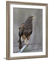 Harris's Hawk (Parabuteo Unicinctus), Sweetwater Wetlands, Tucson, Arizona-James Hager-Framed Photographic Print