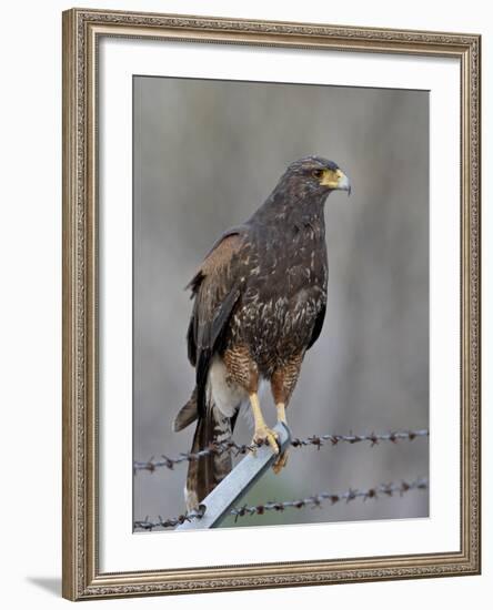 Harris's Hawk (Parabuteo Unicinctus), Sweetwater Wetlands, Tucson, Arizona-James Hager-Framed Photographic Print