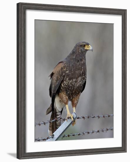 Harris's Hawk (Parabuteo Unicinctus), Sweetwater Wetlands, Tucson, Arizona-James Hager-Framed Photographic Print