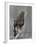 Harris's Hawk (Parabuteo Unicinctus), Sweetwater Wetlands, Tucson, Arizona-James Hager-Framed Photographic Print