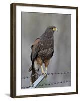 Harris's Hawk (Parabuteo Unicinctus), Sweetwater Wetlands, Tucson, Arizona-James Hager-Framed Photographic Print