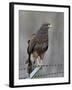 Harris's Hawk (Parabuteo Unicinctus), Sweetwater Wetlands, Tucson, Arizona-James Hager-Framed Photographic Print