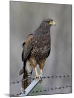 Harris's Hawk (Parabuteo Unicinctus), Sweetwater Wetlands, Tucson, Arizona-James Hager-Mounted Photographic Print