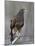 Harris's Hawk (Parabuteo Unicinctus), Sweetwater Wetlands, Tucson, Arizona-James Hager-Mounted Photographic Print