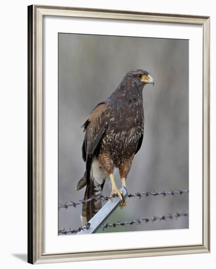 Harris's Hawk (Parabuteo Unicinctus), Sweetwater Wetlands, Tucson, Arizona-James Hager-Framed Photographic Print