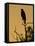 Harris's Hawk, Texas, USA-Larry Ditto-Framed Stretched Canvas