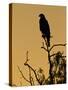 Harris's Hawk, Texas, USA-Larry Ditto-Stretched Canvas