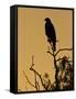 Harris's Hawk, Texas, USA-Larry Ditto-Framed Stretched Canvas