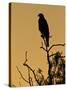 Harris's Hawk, Texas, USA-Larry Ditto-Stretched Canvas