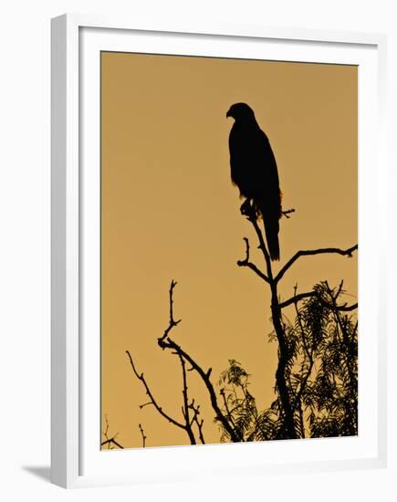 Harris's Hawk, Texas, USA-Larry Ditto-Framed Premium Photographic Print