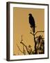 Harris's Hawk, Texas, USA-Larry Ditto-Framed Premium Photographic Print