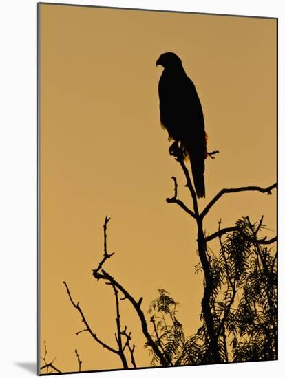 Harris's Hawk, Texas, USA-Larry Ditto-Mounted Premium Photographic Print