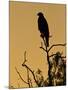 Harris's Hawk, Texas, USA-Larry Ditto-Mounted Premium Photographic Print