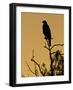 Harris's Hawk, Texas, USA-Larry Ditto-Framed Photographic Print