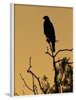 Harris's Hawk, Texas, USA-Larry Ditto-Framed Photographic Print