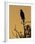 Harris's Hawk, Texas, USA-Larry Ditto-Framed Photographic Print