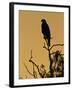 Harris's Hawk, Texas, USA-Larry Ditto-Framed Photographic Print