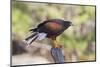 Harris's Hawk-Hal Beral-Mounted Photographic Print