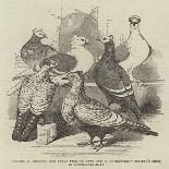 Brunswick, Suabian, and Saxon Pigeons, from the Philoperisteron Society's Show, in Freemasons'-Hall-Harrison William Weir-Giclee Print