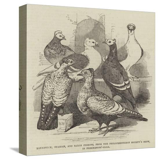 Stretched Canvas Print, , large