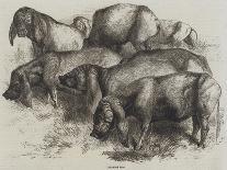 Japanese Pigs-Harrison William Weir-Giclee Print