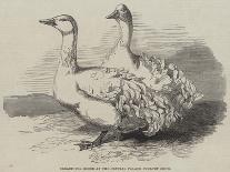 Sebastopol Geese at the Crystal Palace Poultry Show-Harrison William Weir-Giclee Print
