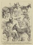 Japanese Pigs-Harrison William Weir-Giclee Print