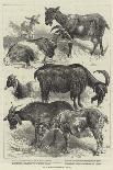 Uran-Utan, Presented to the Zoological Society-Harrison William Weir-Giclee Print