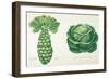 Harrisons' Improved Brussel Sprouts and Harrisons' Improved Drumhead Savoy-null-Framed Giclee Print