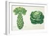 Harrisons' Improved Brussel Sprouts and Harrisons' Improved Drumhead Savoy-null-Framed Giclee Print