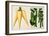 Harrisons' Magnum Bonum Parsnip and Harrisons' New Peas-null-Framed Giclee Print