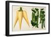 Harrisons' Magnum Bonum Parsnip and Harrisons' New Peas-null-Framed Giclee Print