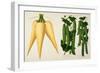 Harrisons' Magnum Bonum Parsnip and Harrisons' New Peas-null-Framed Giclee Print