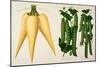 Harrisons' Magnum Bonum Parsnip and Harrisons' New Peas-null-Mounted Giclee Print