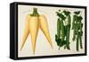 Harrisons' Magnum Bonum Parsnip and Harrisons' New Peas-null-Framed Stretched Canvas