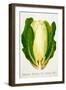 Harrisons' Superior Cos Lettuce, No. 2, Illustration from 'Harrisons' Seed Catalogue', C.1900-null-Framed Giclee Print