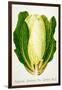 Harrisons' Superior Cos Lettuce, No. 2, Illustration from 'Harrisons' Seed Catalogue', C.1900-null-Framed Giclee Print