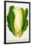 Harrisons' Superior Cos Lettuce, No. 2, Illustration from 'Harrisons' Seed Catalogue', C.1900-null-Framed Giclee Print